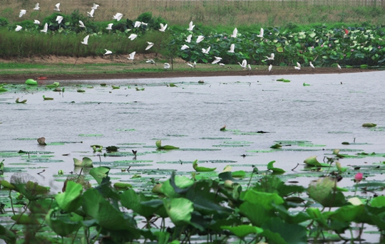 湖南毛里湖國家濕地公園