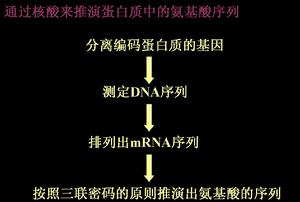 胺基酸測序