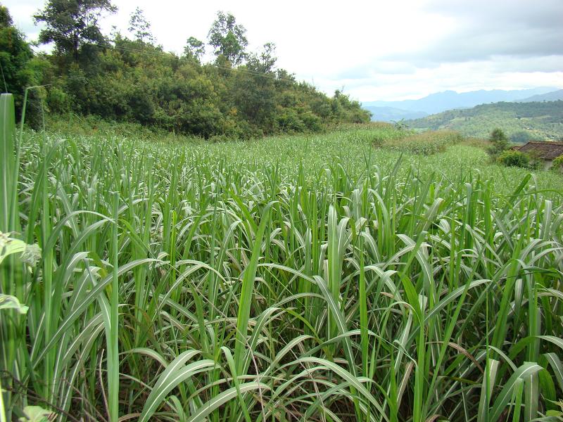 酸杷寨自然村甘蔗種植業