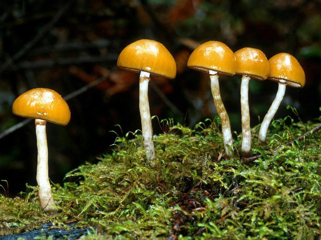 食用菌菌種生產與珍稀食用菌栽培400問