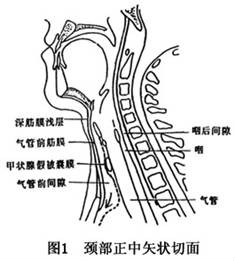 氣管前間隙