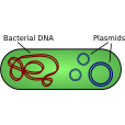 質粒(Plasmid)