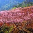 石馬村(陝西省蒲城縣永豐鎮石馬村)