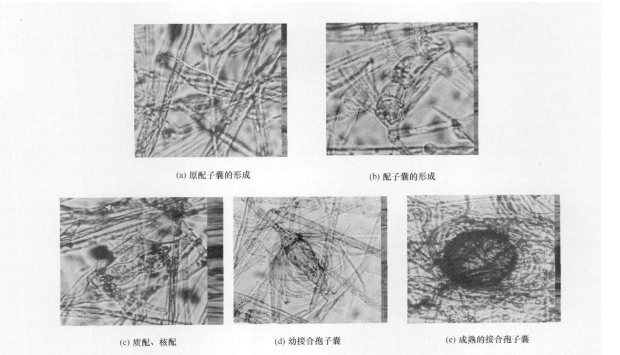 藍色犁頭霉接合孢子囊形成過程特徵圖