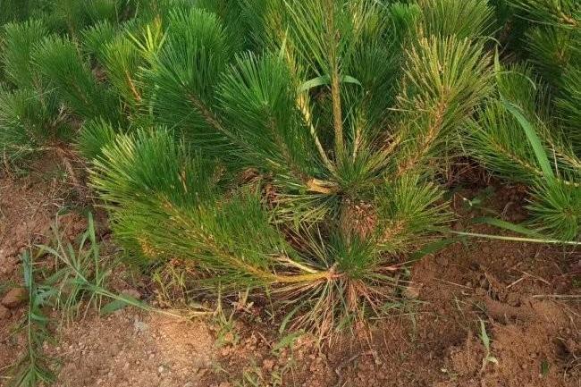 馬尾松無性系山羊5區27-25-4號