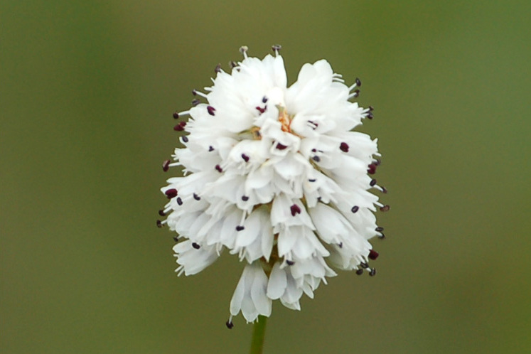 短毛鐘花垂頭菊 （變種）