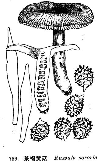 茶褐黃菇
