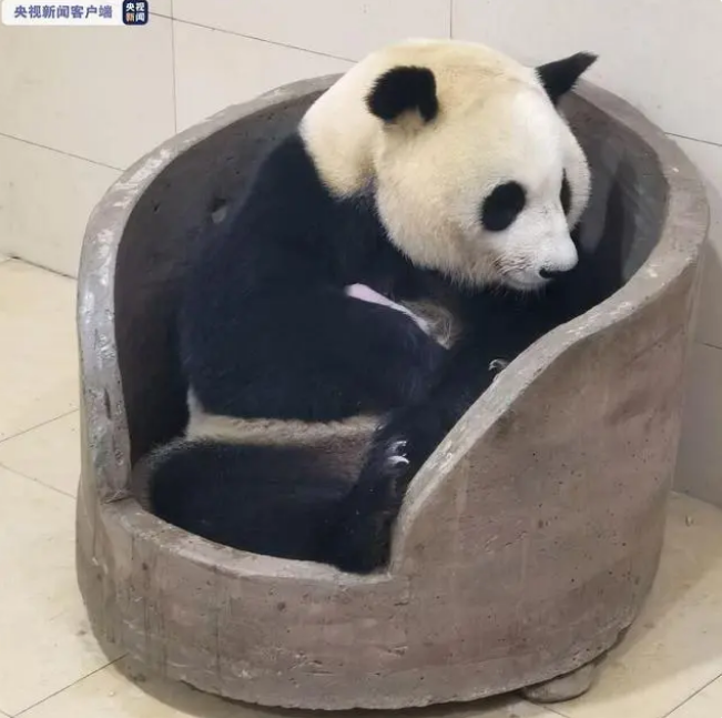 大熊貓平平
