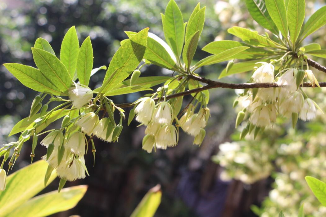 杜英黃山學院2號