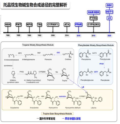 莨菪醛脫氫酶