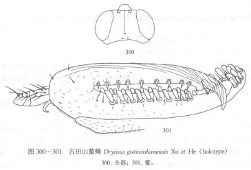 古田山螯蜂線描圖