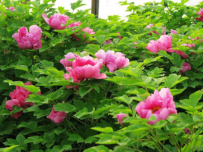 牡丹花園(包頭牡丹園置業有限公司開發的項目)