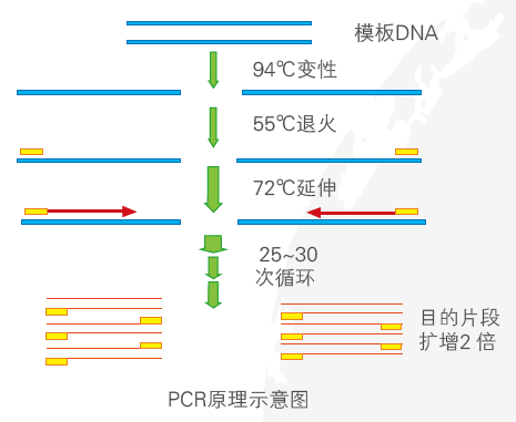 PCR原理示意圖