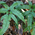 小狗脊(複葉耳蕨（植物）)