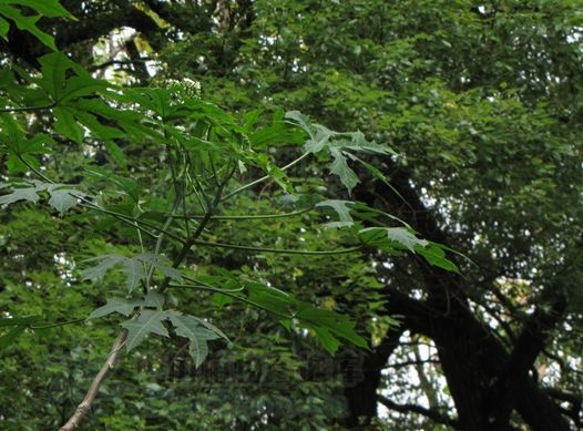 麻風樹屬(麻瘋樹屬)