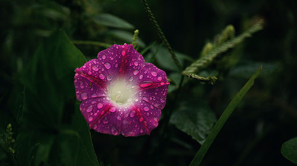 小花耳