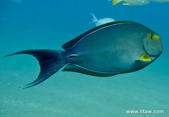 黃翼刺尾魚(黃鰭刺尾鯛)