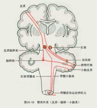 錐體外系