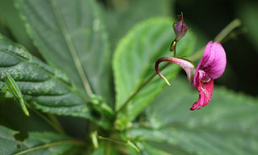 華麗鳳仙花