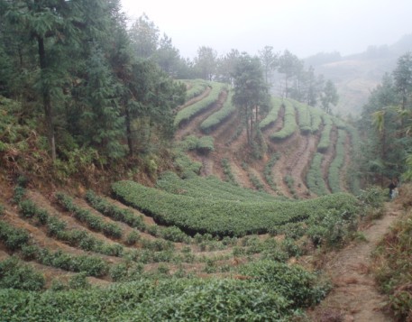 生態茶園