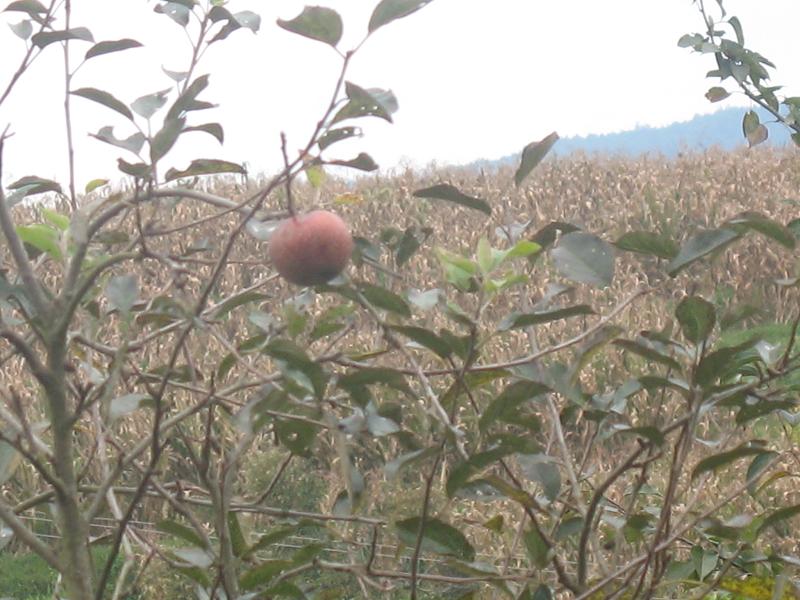 白草坪二組村