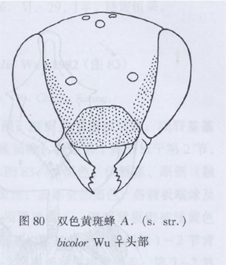 雙色黃斑蜂