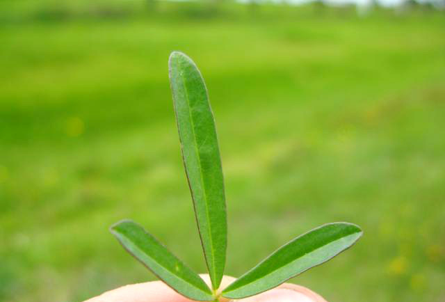 羅頓豆