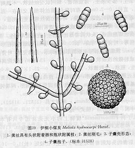 伊桐小煤炱