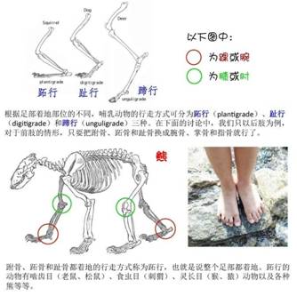 反向運動關節結構