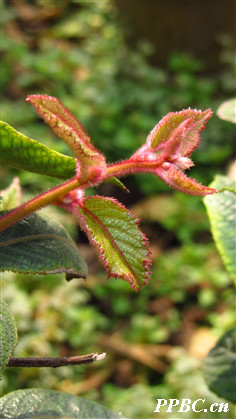 美麗獼猴桃 Actinidia melliana