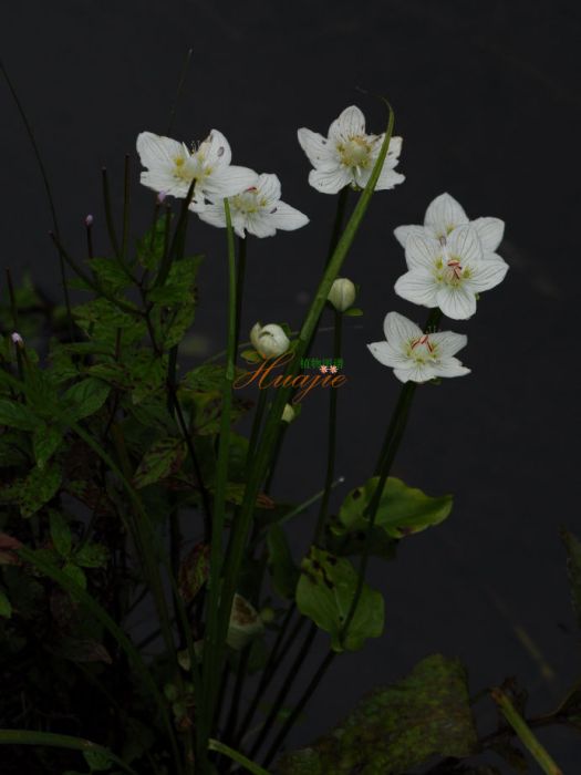 銳尖凹瓣梅花草(銳尖凹瓣梅花草（變種）)