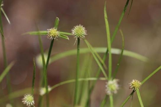 Carex vulpinoidea