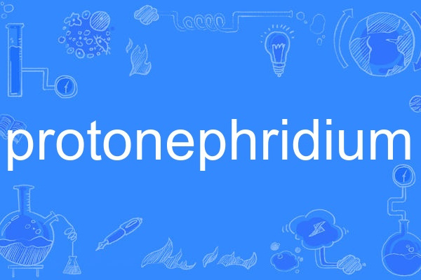 protonephridium