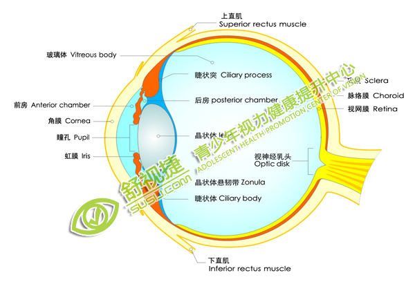 眼睛結構