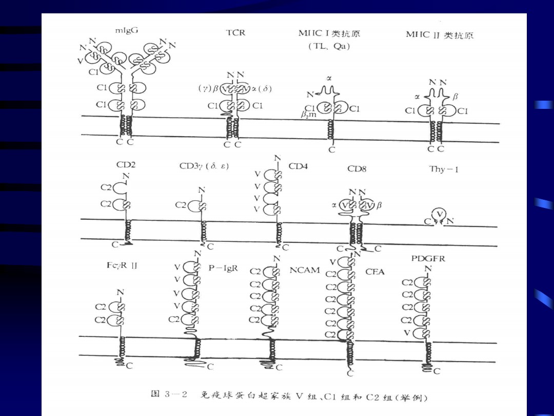 免疫球蛋白超家族