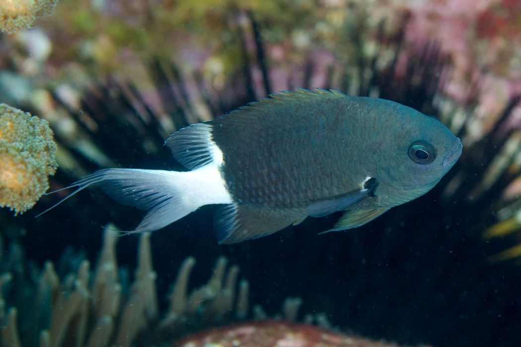 伊樂光鰓魚