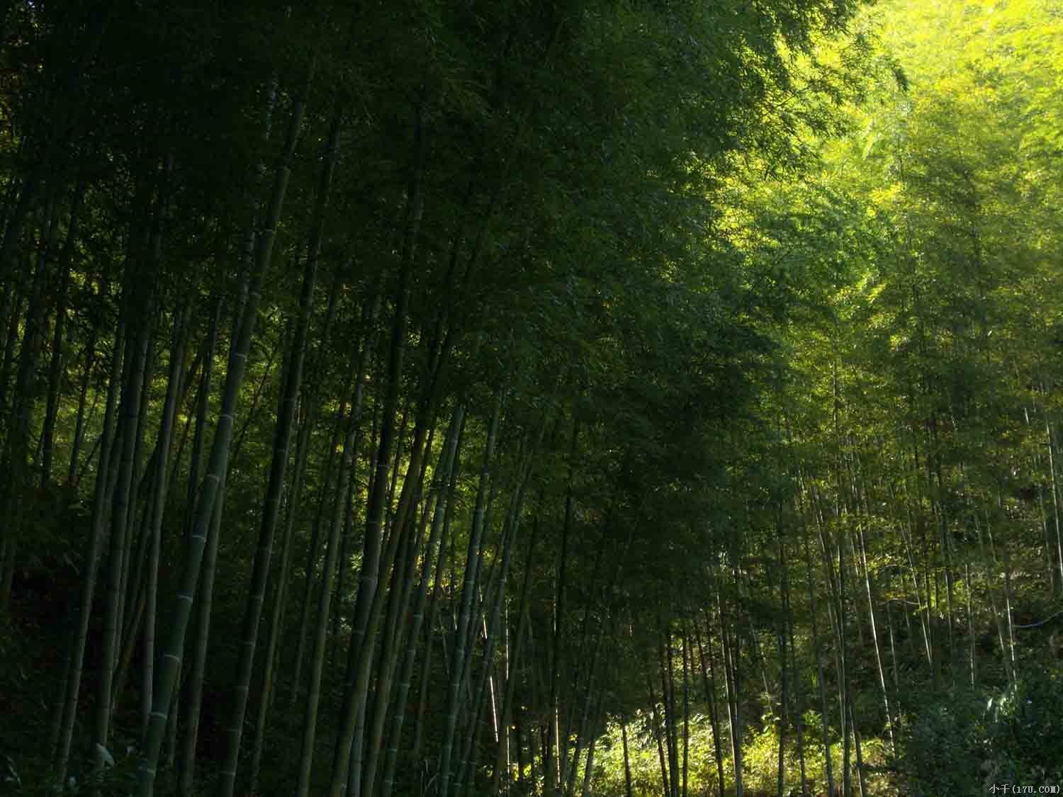 木坑竹海景區(木坑景區)