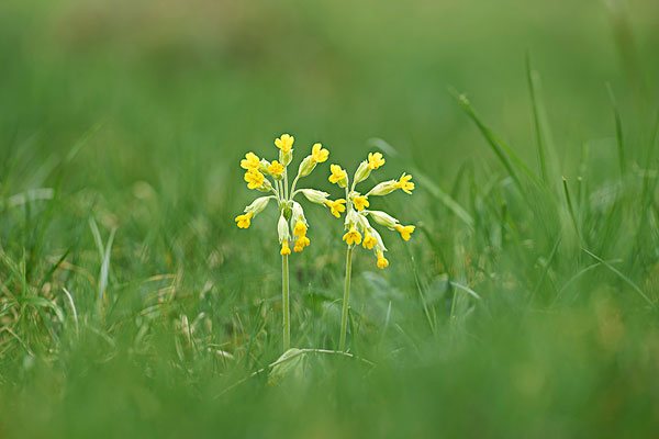 報春花