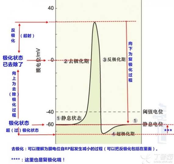 反極化