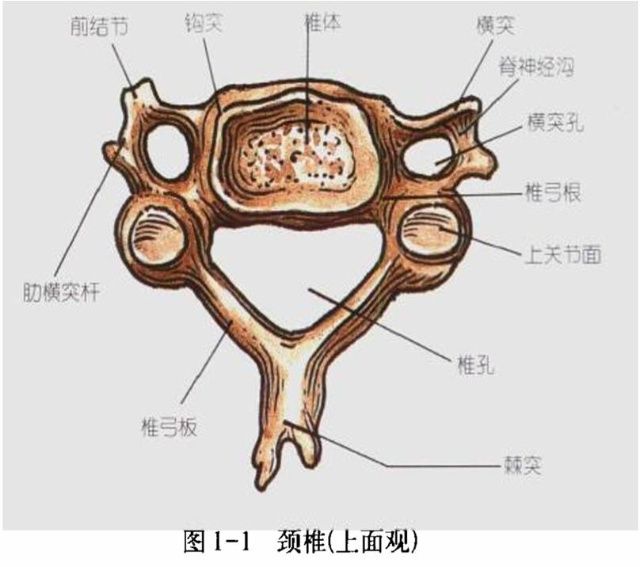 鉤椎關節(luschka關節)