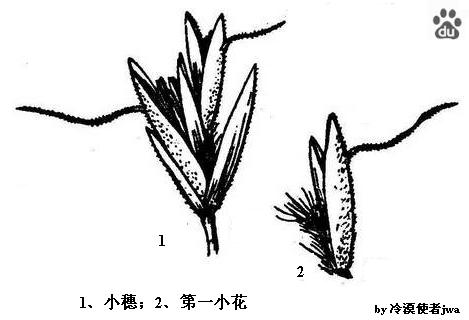 貧花三毛草（圖1）