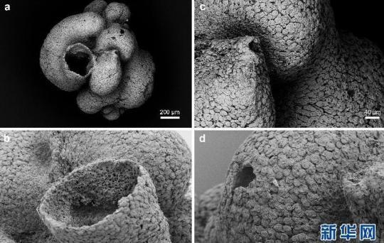 甕安生物群