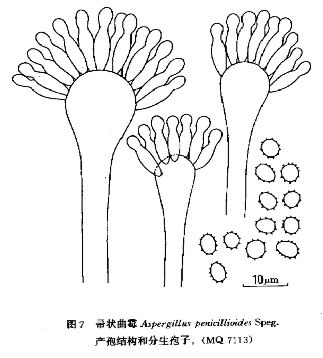 帚狀構造