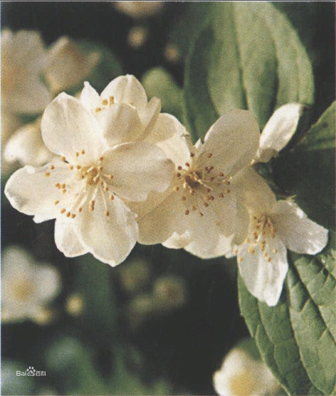 寬瓣山梅花（變種）