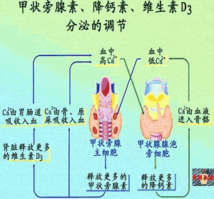 維持血清鈣磷濃度的穩定