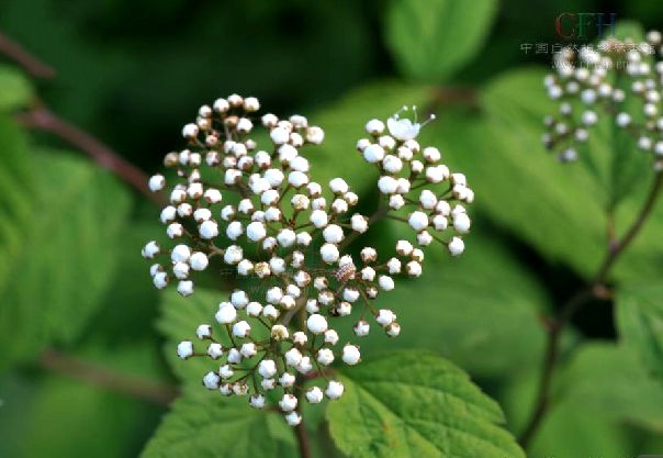 長芽繡線菊