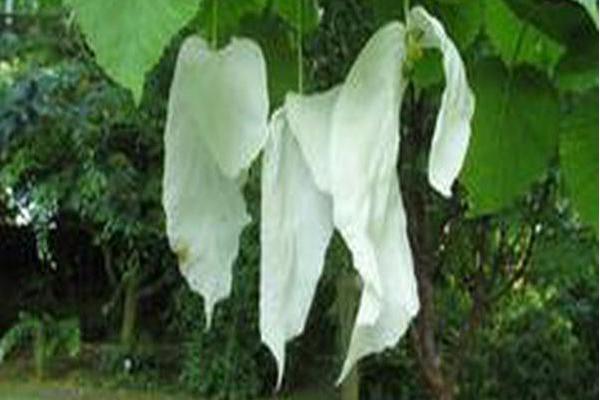 Davidia involucrata