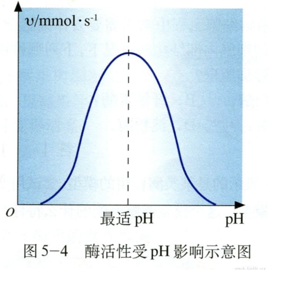 酶活性