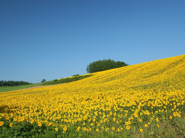 村民種植的油葵