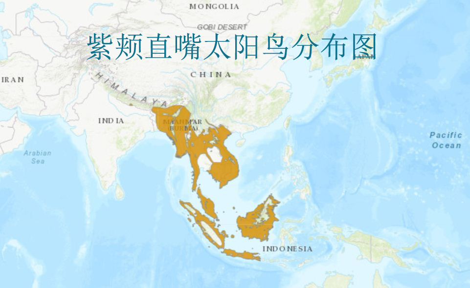 紫頰直嘴太陽鳥分布圖
